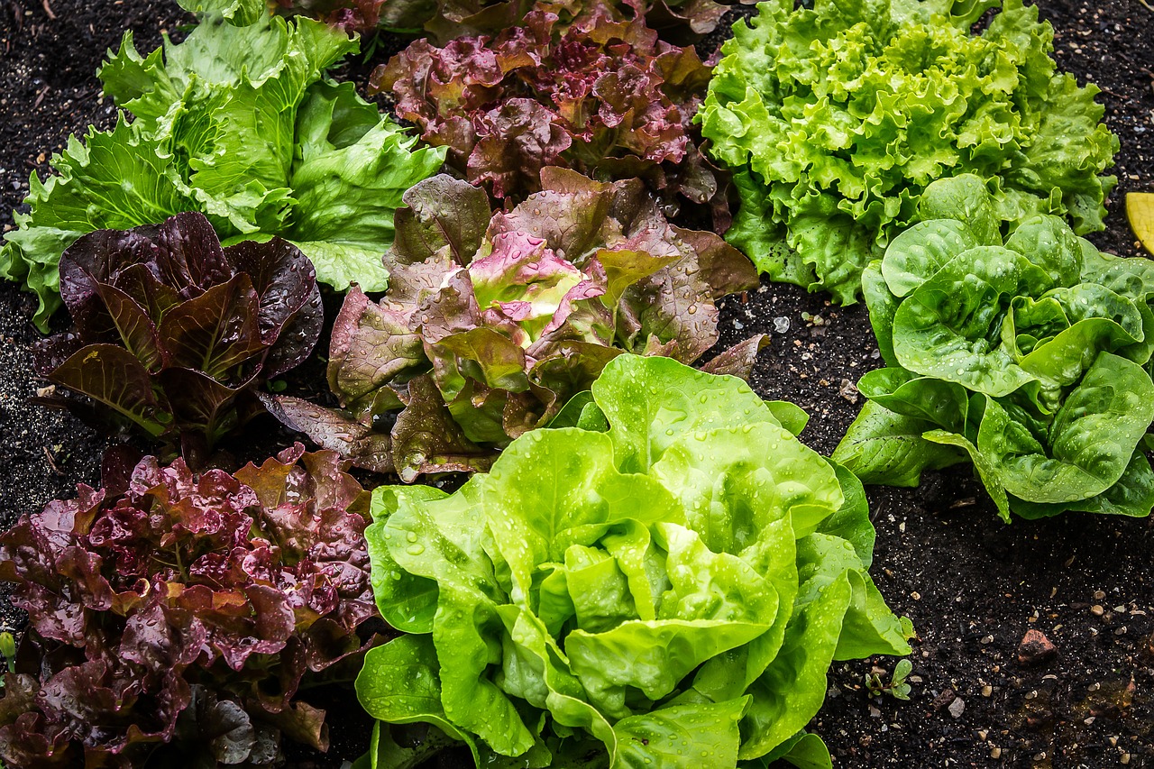 image of lettuce garden