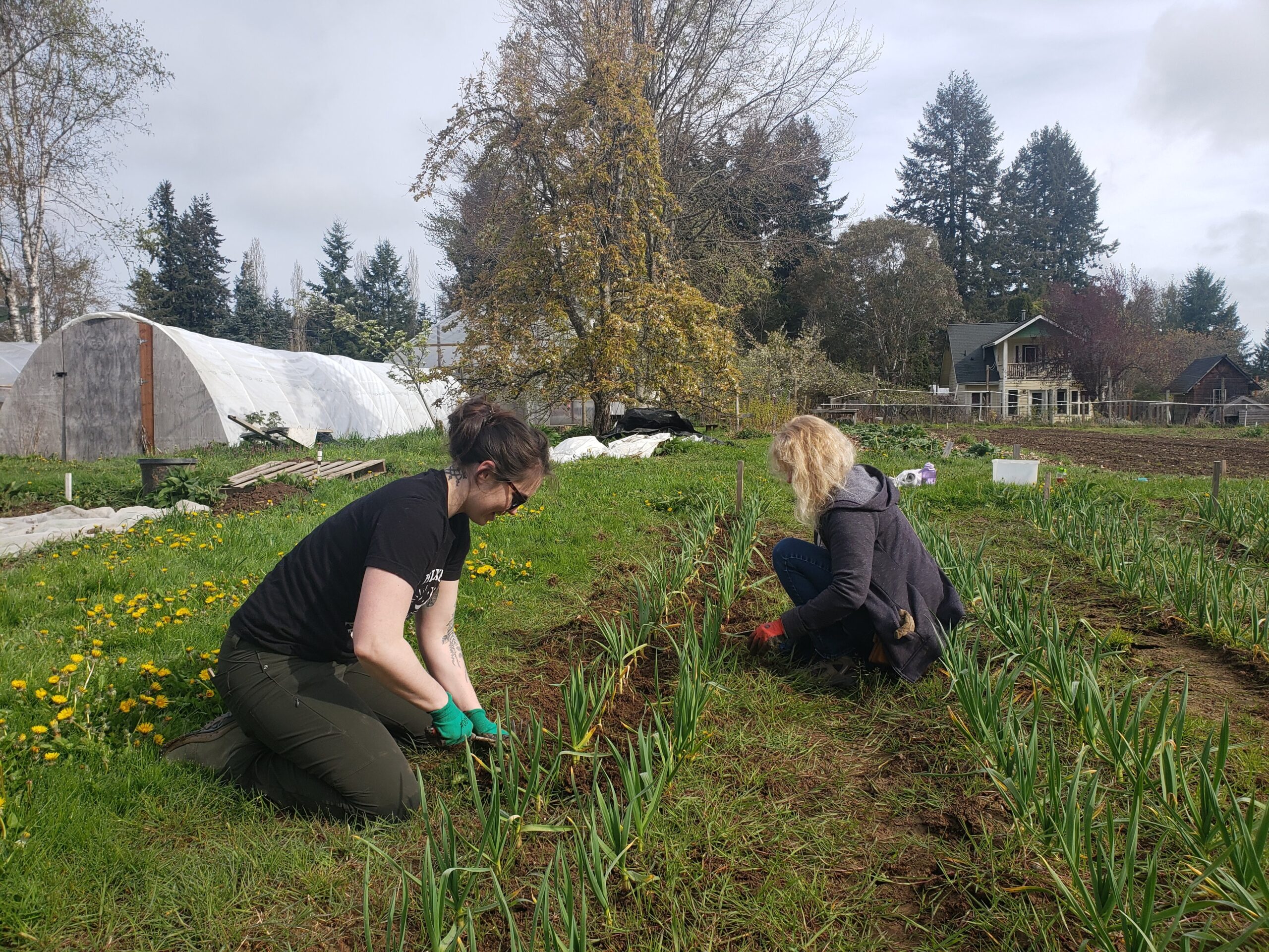 two women weeding a garden outside
